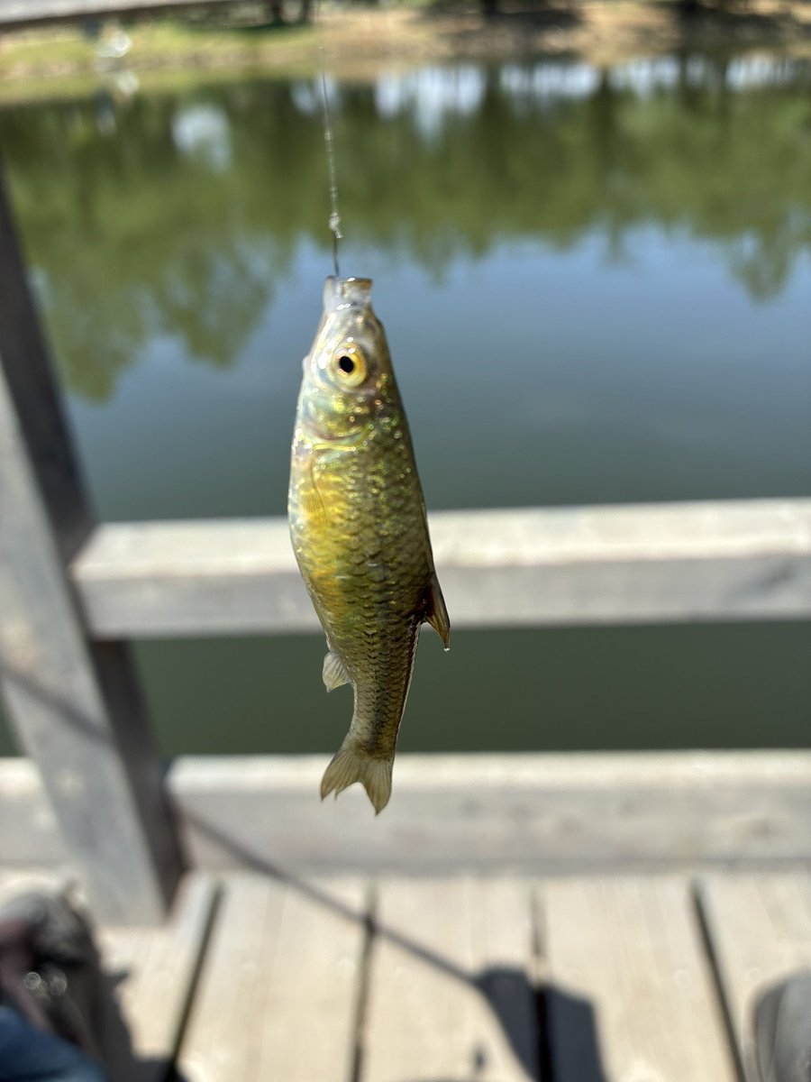 C125Cub's tweet photo. 今日の釣果はモツゴ（クチボソ）🎣😁✌️ https://t.co/UnmIKK5QAA