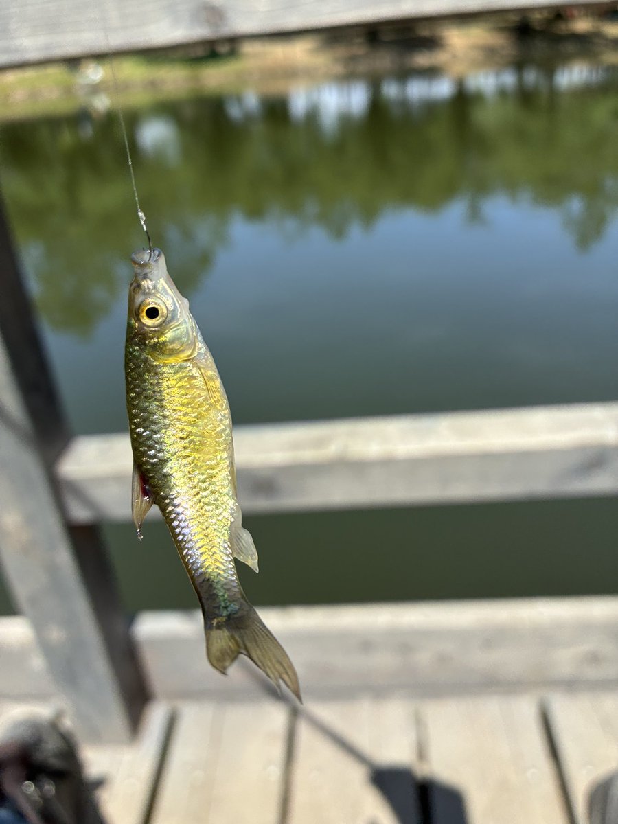 C125Cub's tweet photo. 今日の釣果はモツゴ（クチボソ）🎣😁✌️ https://t.co/UnmIKK5QAA