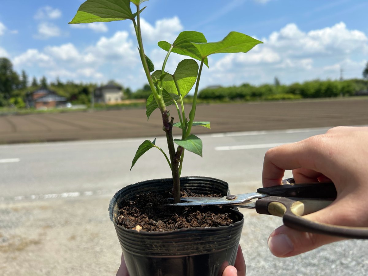 PROTOLEAF's tweet photo. 🍠【さつまいもバッグの植え方】🍠

① まずはバッグにたっぷり水やり💧
② さつまいも苗をカットして「挿し苗」に！
※ポット苗の場合も必ず切ってください✂️
③ 支柱や割りばしで、まっすぐ穴をあけます
④ 穴に「挿し苗」を植えたら完成🌱

植え付け後1週間ほどは「くたぁ〜」っと
元気に見えなくてし心配になりますが、大丈夫🙆‍♀️

その間は土が乾かないようにしっかり水やり管理をお願いします😊