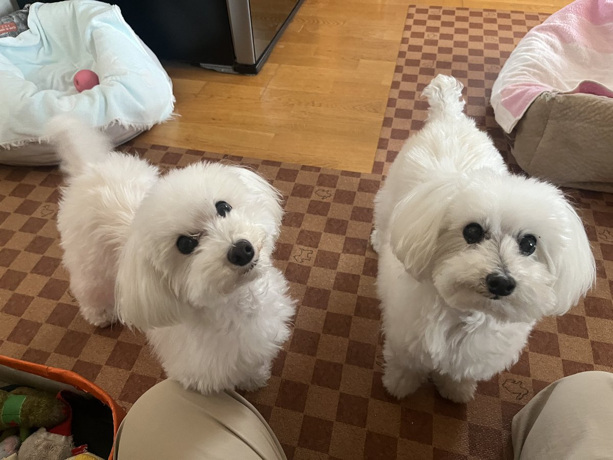 大友沙季 tweet media