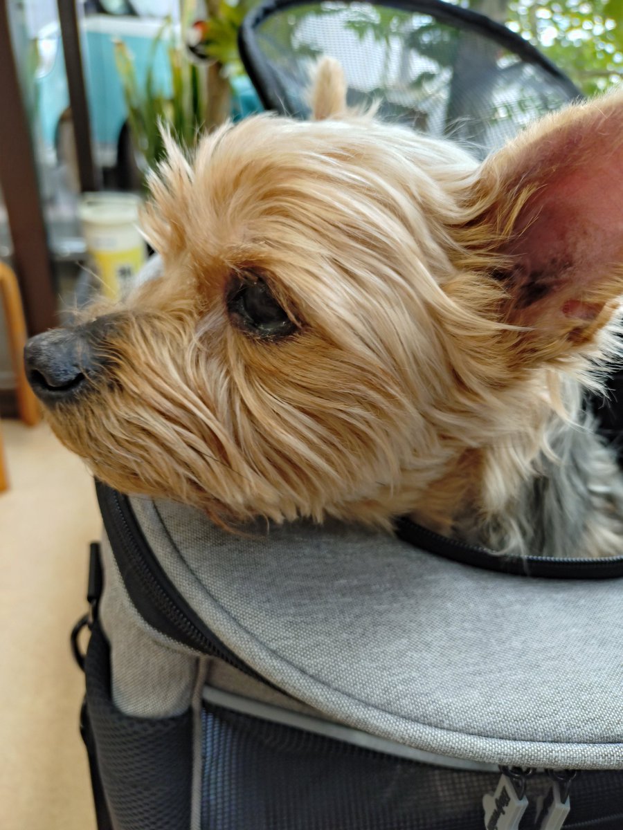 unnchi_kun's tweet photo. 昨日は、愛犬の日だったのか…
この病院にいった３日後に
永遠の別れが来るとは夢にも思っていなかった。
我が家は毎日、愛犬の日にしよう✨
#愛犬の日 https://t.co/GdCZ9vn1eo