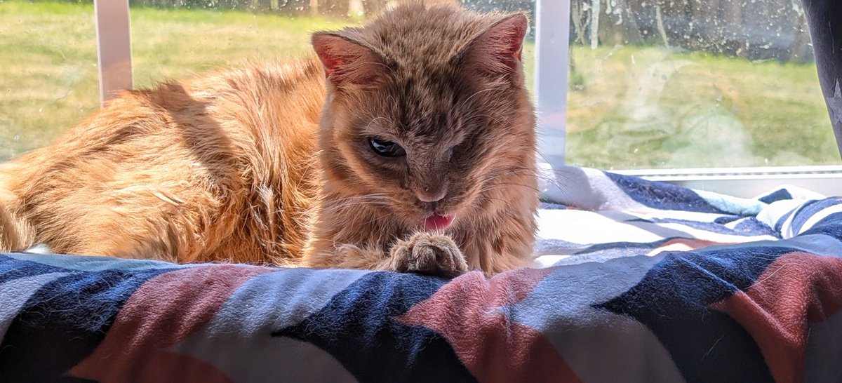 TheComicSlayer's tweet photo. @feederofcats That makes me so happy. 🥹I will give her a kiss on her head for you. Please enjoy this blep from earlier. 💙 https://t.co/3pkLvdmNC3