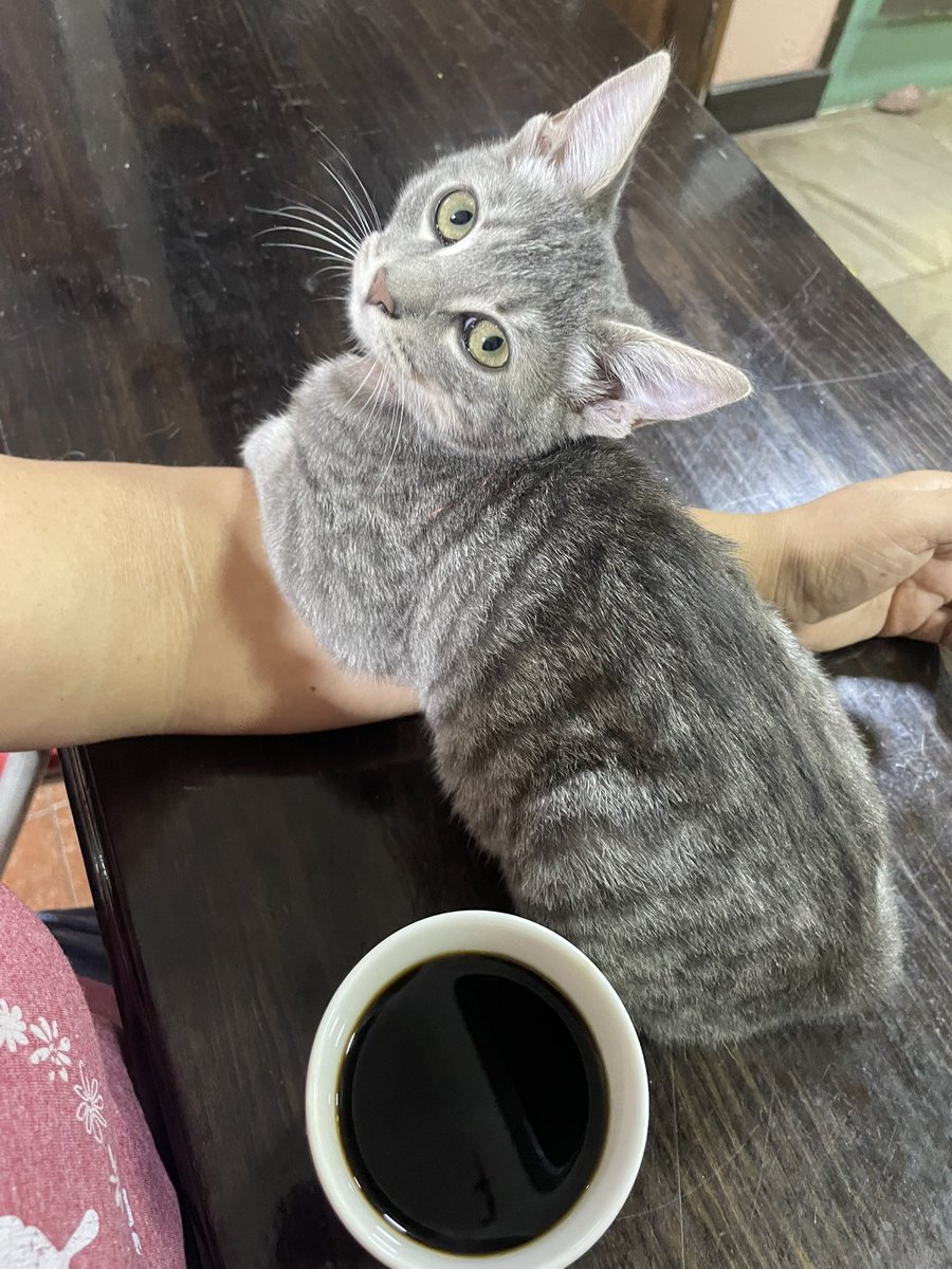 chuydfm's tweet photo. Un poco enamoradas una de la otra!! #Kiki ❤️🐾 https://t.co/KK6WBl4sqM