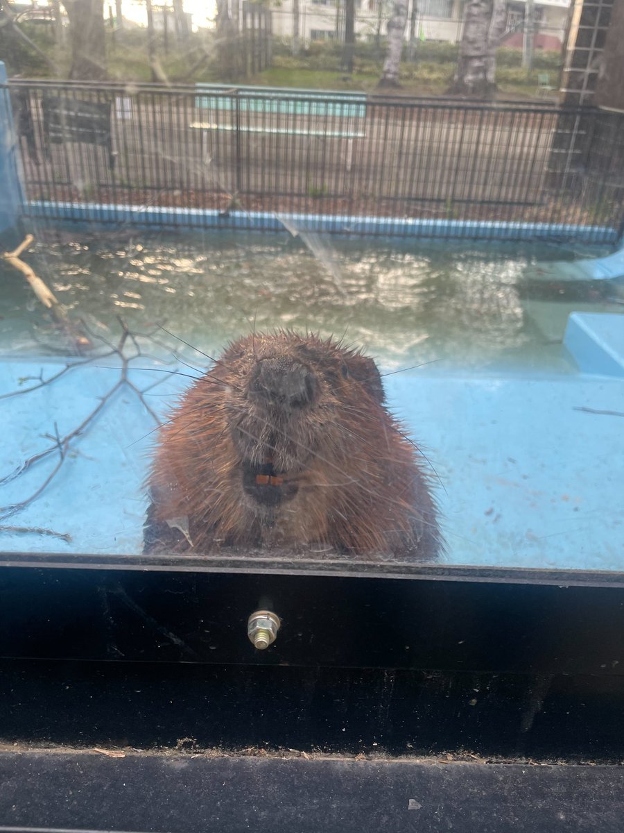 おびひろ動物園［公式］ tweet media