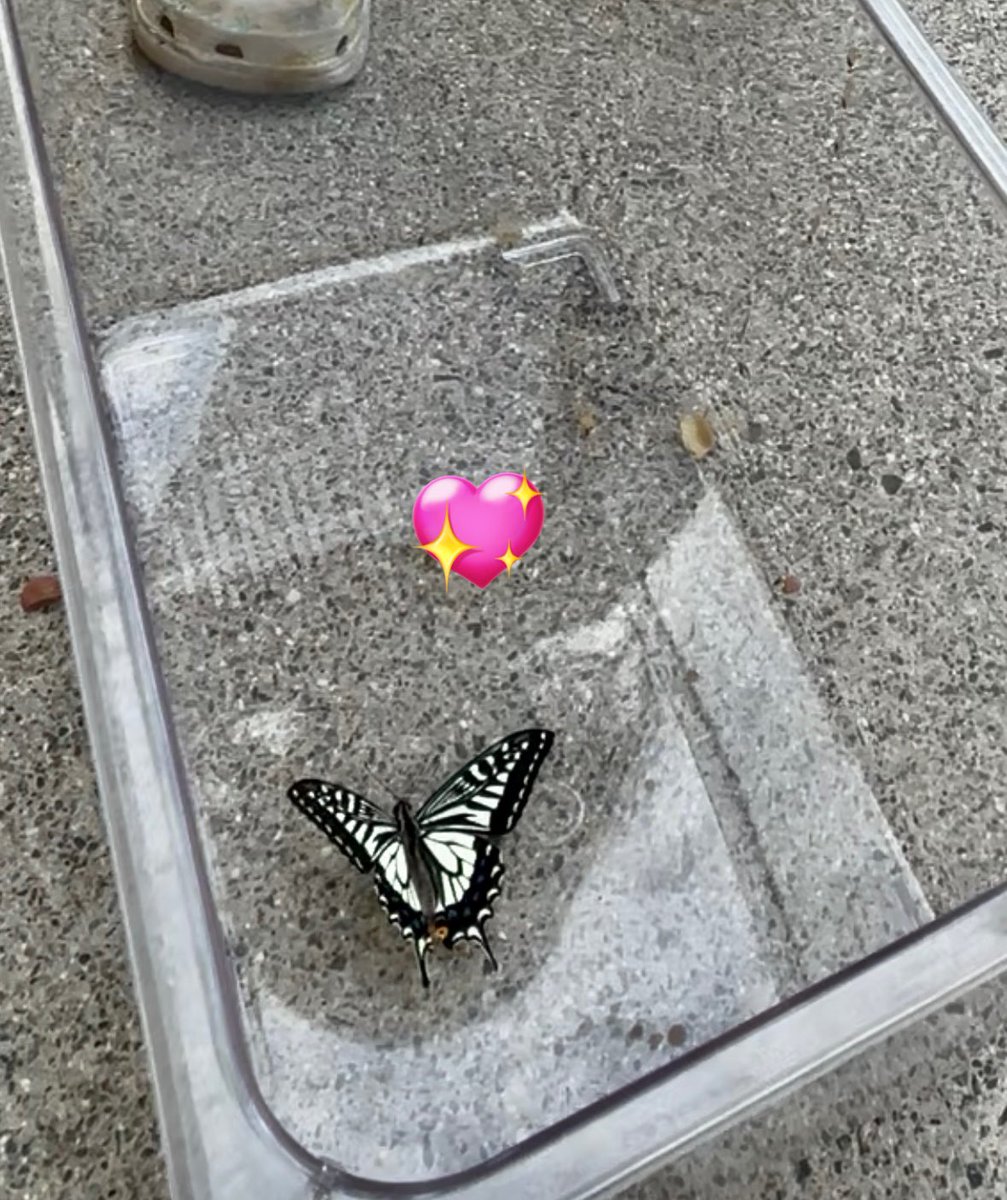 ninja650_chacha's tweet photo. 半年前サナギになったままになってたアゲハさん羽化して飛び立った🦋

あの時シアンも元気に生きてたし、よかったなー戻りたいなとか色々考えちゃうけど
なくしたものはもうどうにもならないから前向けって言われた気がする https://t.co/Zd2OYJC6Ml