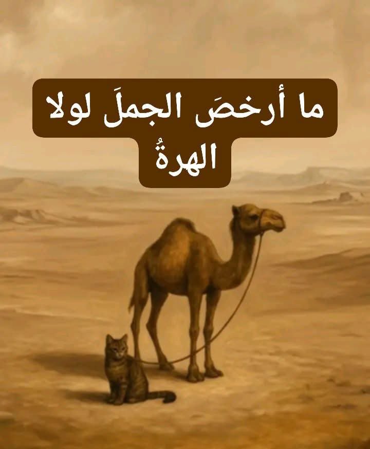 x0u's tweet photo. ما أرخصَ الجملَ لولا الهرةُ

يُروى أن رجلًا أضاع جمله، فنذر إن وجده أن يبيعه بدرهمٍ واحد.
وبعد أيام، عثر عليه… لكنه لم يُرِد أن يخسر قيمته الحقيقية، فاحـ.تال بحيـ.لةٍ مـ.اكرة؛
ربط الجمل مع قطةٍ بحبلٍ واحد، ثم قال:

“أبيع الجمل بدرهم، وأبيع القطة بألف درهم… ولا أبيع أحدهما دون الآخر!”

فتعجب الناس وقالوا:
“ما أرخص الجمل لولا الهِرّة!”

ومنذ ذلك الحين، صار المثل يُضـ.رب للدلالة على اقتران الشيء النفيس بما هو خـ.سيس،
فيفقد من قدره وقيمته بسبب هذا الاقتران.

— المصدر: مجمع الأمثال – الميداني
