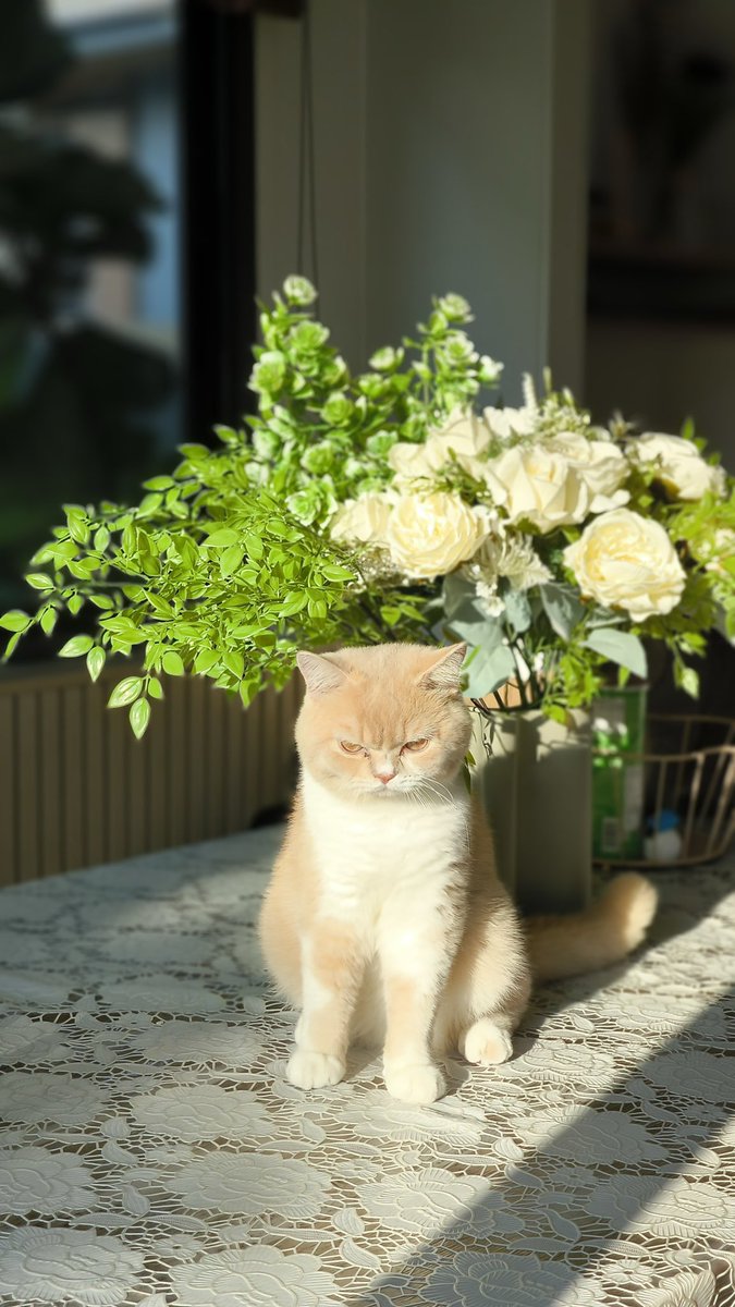 Mdekcat tweet media