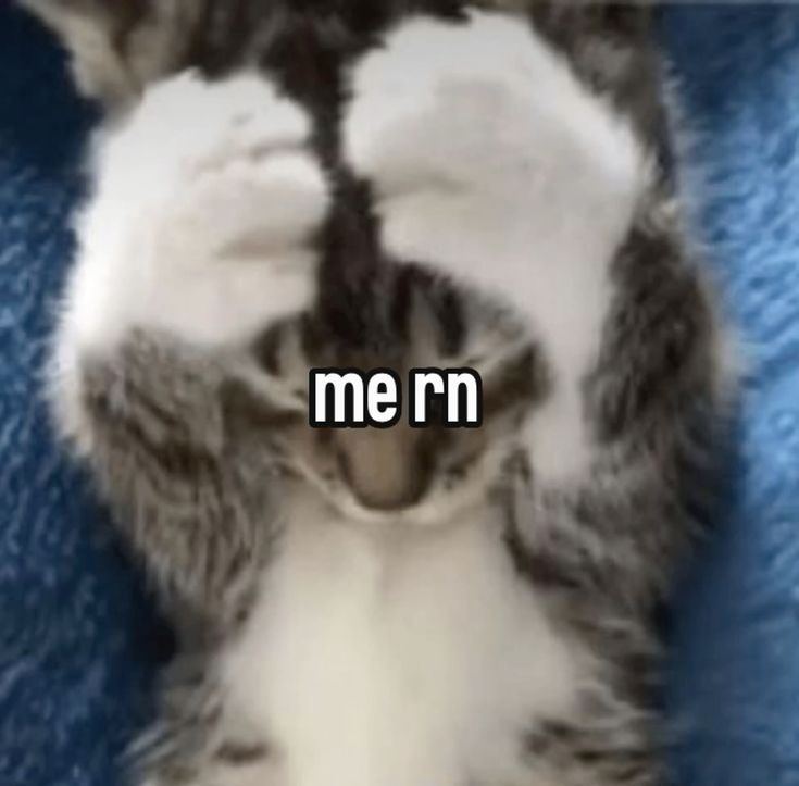 ᐟᐟ ⟢ c¡maw 🫐 ˚. ᵎᵎ˖ tweet media