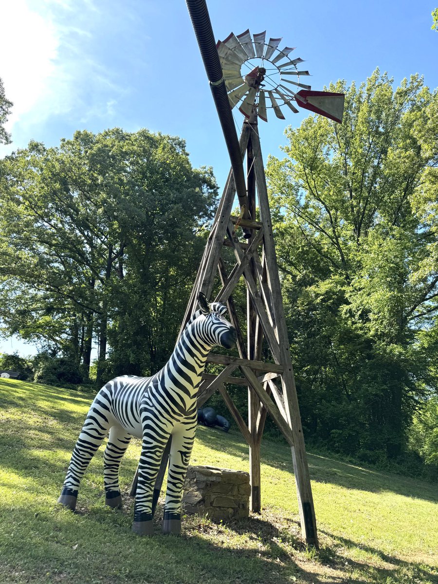 JetCreations's tweet photo. Safari brothers are here! 
Gorilla &amp; Zebra are now open for custom orders. Explore the wild side with SqueakCo big cats at https://t.co/4jKkyZ2dLN
 #Inflatable #Safari #BigCats #FurryFandom #CustomInflatable https://t.co/7ccWvOOr43