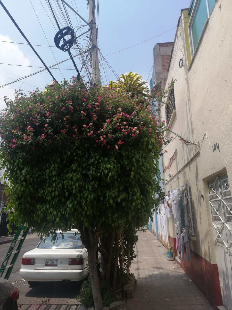Rubocaps's tweet photo. @MHcesac solicitamos poda en lago ayarza fte al # 104 col Torreblanca @AlcaldiaMHmx @OlaMHmx @davidrola07 @mauriciotabe https://t.co/NsC0Chgqn4
