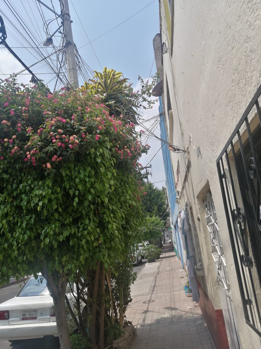 Rubocaps's tweet photo. @MHcesac solicitamos poda en lago ayarza fte al # 104 col Torreblanca @AlcaldiaMHmx @OlaMHmx @davidrola07 @mauriciotabe https://t.co/NsC0Chgqn4