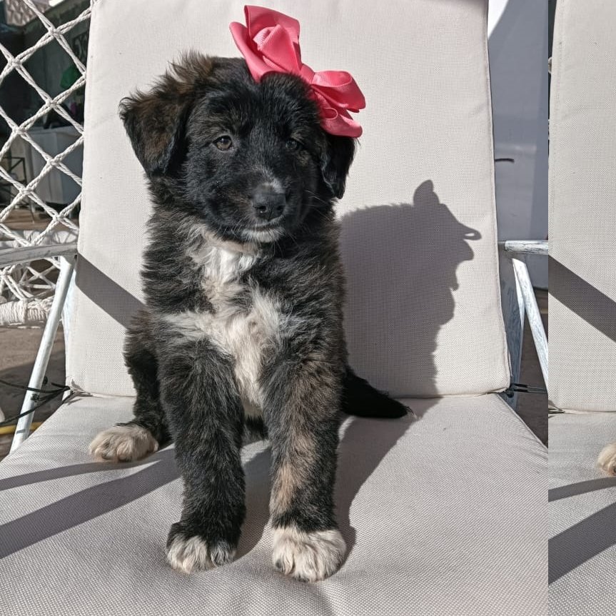 NUEVA VIDA ADOPCIONES tweet media