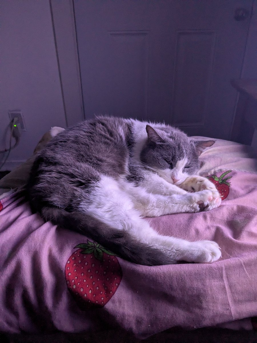 khajiitkit's tweet photo. Phone screen is now held on with electric tape so it's a race to see if I can save up enough to replace it before it entirely shuts down https://t.co/zsJAgAqBaY