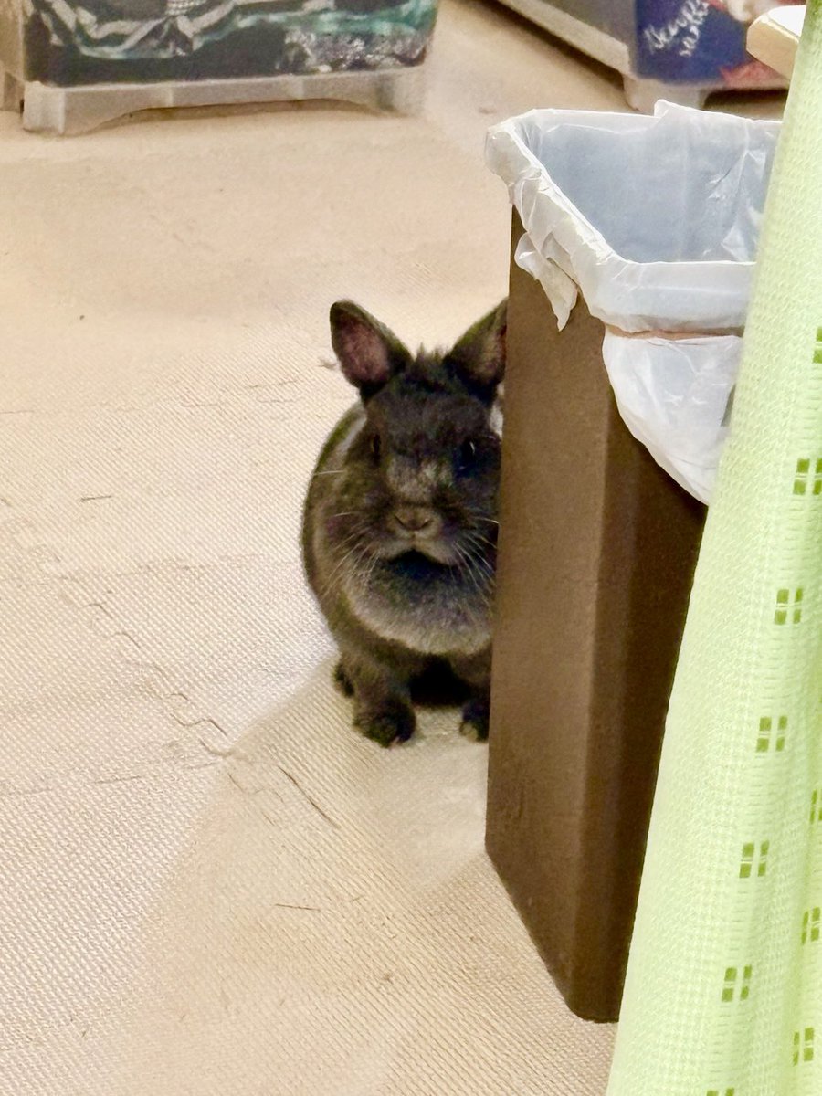 42Yukky's tweet photo. 出かける用意をしてたら、いつの間にかもこが｢家政婦が見た｣状態に🤣
#うさぎ
#うさぎのいる暮らし
#もこの日常
#かわいい
#うさぎ好きさんと繋がりたい https://t.co/6RedpqjN8B