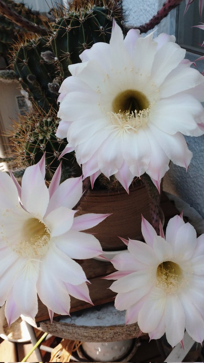 malama_koh's tweet photo. ベランダのサボテンの花がめっちゃきれいに咲いてる https://t.co/rOCWeuhRJy