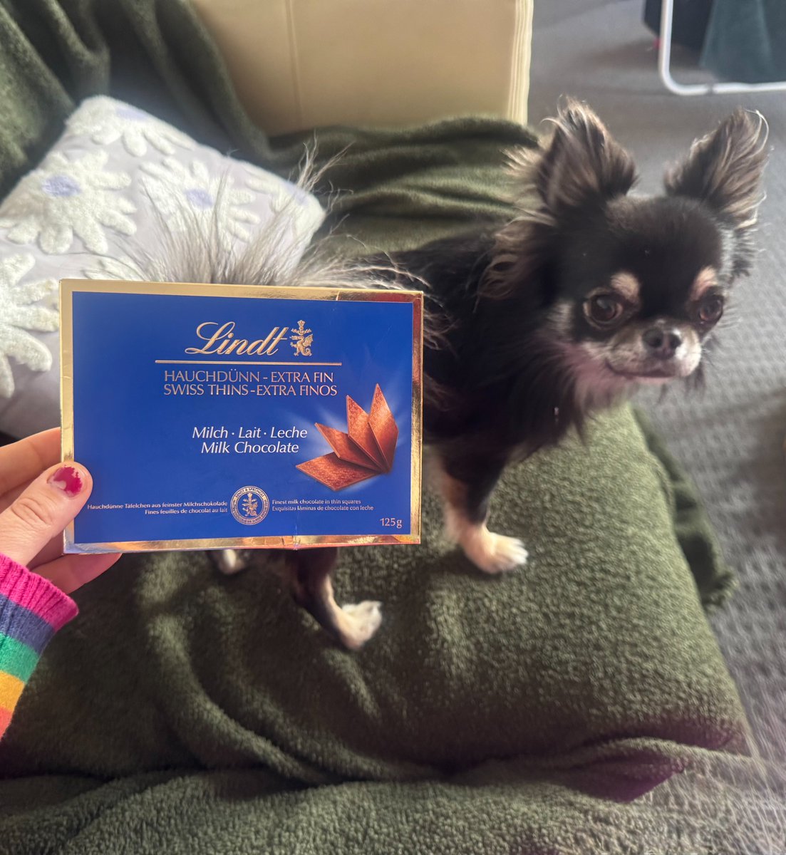 LortSmith's tweet photo. Tiny but determined, one-year-old Chihuahua, Sweets, certainly lives up to his name. But after helping himself to two squares of milk chocolate, his mum Leila found herself rushing him to the Lort Smith’s Emergency Department in a panic.
“I thought I had placed the chocolate up high enough, but I was working on my laptop and got distracted,” Leila says. “Next thing I knew, he’d gotten hold of a couple of squares.”
Like many Chihuahuas, Sweets may be small, but he has a very big personality and an even bigger sense of determination.
“He’s my perfect problem son,” Leila says. “He always tries to go for things that are dangerous to him. He’s just really determined.”
Knowing chocolate can be dangerous for dogs, Leila didn’t hesitate to seek help.
“He’s my son. Anything that goes wrong, I get so worried and immediately bring him to the vet.”
At Lort Smith, our emergency team quickly treated him before the chocolate could make Sweets unwell. Thankfully, this sweet little boy was soon back home recovering safely.
Chocolate contains theobromine, a substance dogs can’t process properly. Even small amounts can cause vomiting, diarrhoea, agitation, tremors and heart problems, especially in tiny dogs like Chihuahuas. Dark chocolate is particularly dangerous, but any chocolate should be kept well out of reach of curious pets.
Today is International Chihuahua Appreciation Day. Sweets’ story is a reminder that even the tiniest dogs can find themselves in big trouble, especially when sweet treats are involved.

#InternationalChihuahuaAppreciationDay #chihuahuas #chihuahua #vetcare #petsafety