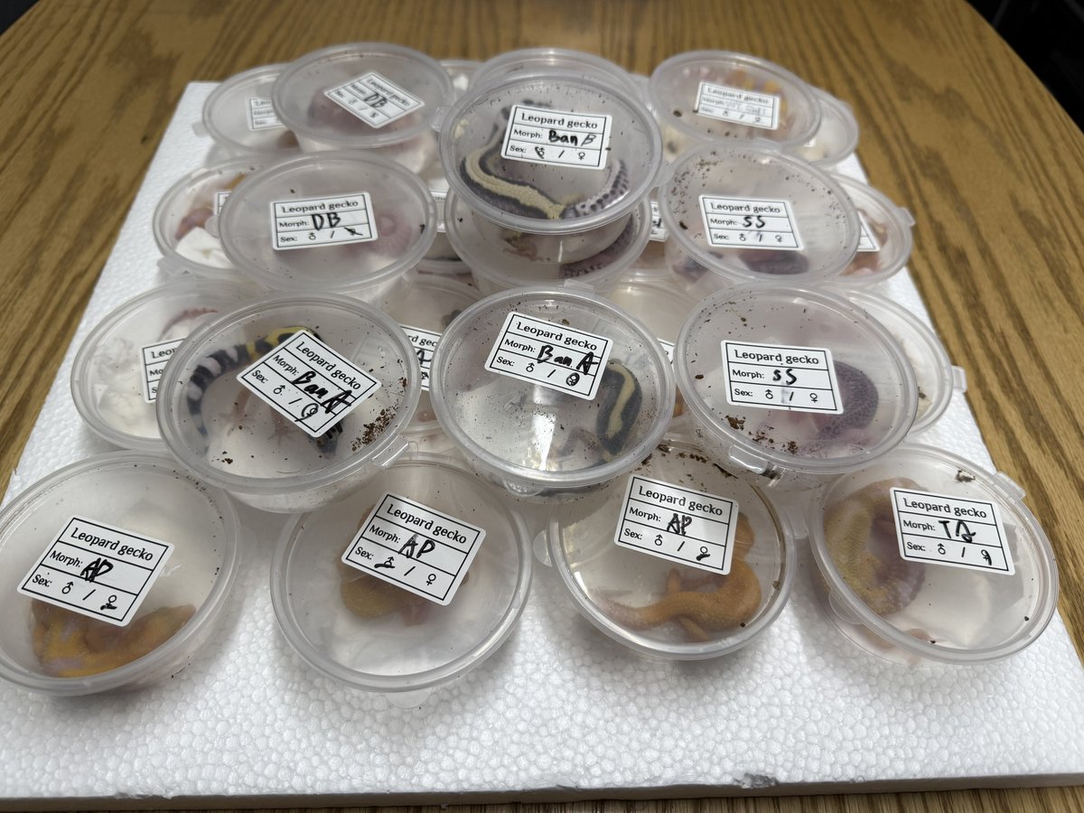 爬虫類専門店ファインレプタイルズ tweet media