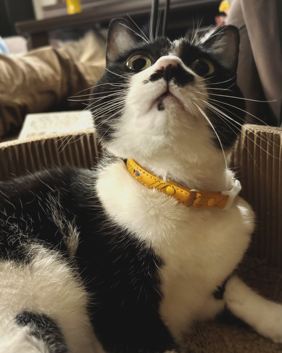 kkof3's tweet photo. おはようにゃん🐈‍⬛☀️
今日は野球おやすみでつまんないな🐯
#ハッチィとの日々　
#保護猫 
#はちわれねこ 
#猫のいる暮らし https://t.co/3NEKj5kLBY