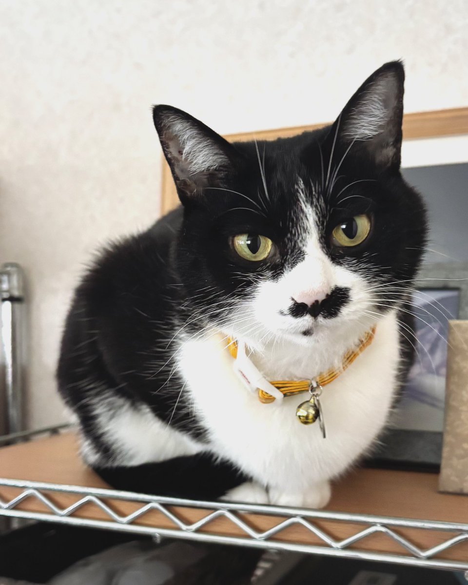 kkof3's tweet photo. おはようにゃん🐈‍⬛☀️
今日は野球おやすみでつまんないな🐯
#ハッチィとの日々　
#保護猫 
#はちわれねこ 
#猫のいる暮らし https://t.co/3NEKj5kLBY