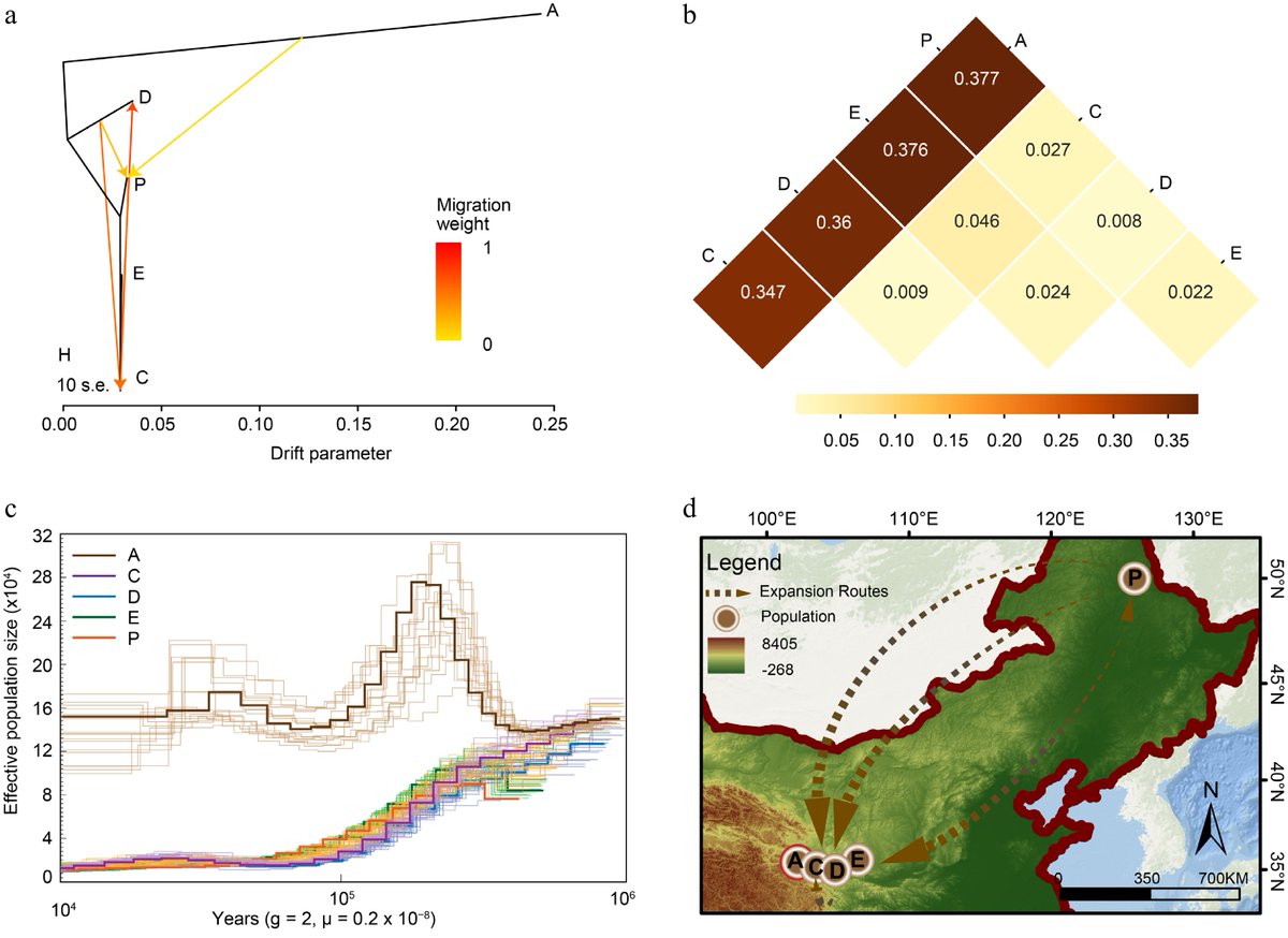 MaximumAcademic's tweet photo. #gCommo
First chromosome-level genome of Brachymystax lenok tsinlingensis reveals population decline patterns and identifies the Zhangxian lineage as a priority for conservation.
@GenomeBiolEvol @GenomeFi #FishGenome #Biodiversity
Detail: https://t.co/pCm7Wb6GeN https://t.co/0j6KWwNqQs