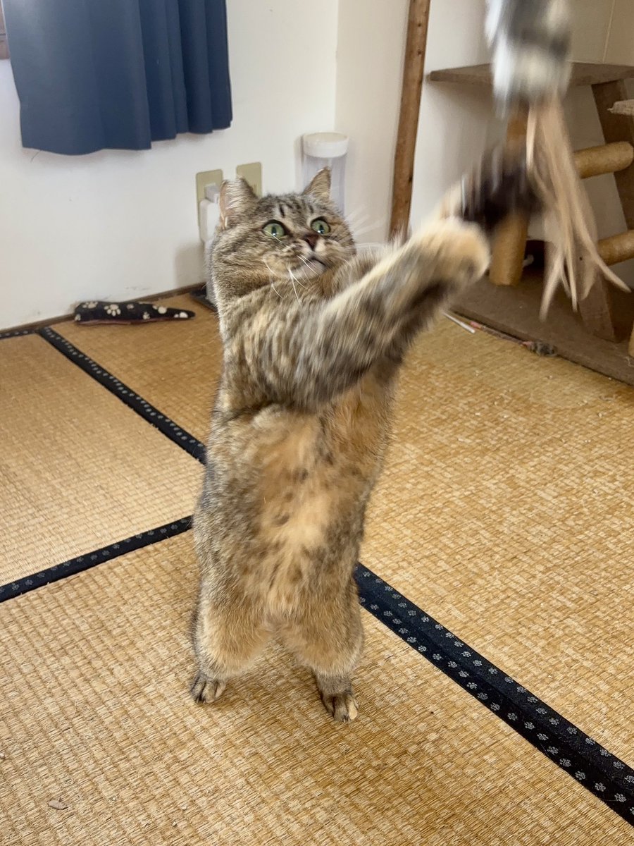 熱海 Muddy Cat tweet media