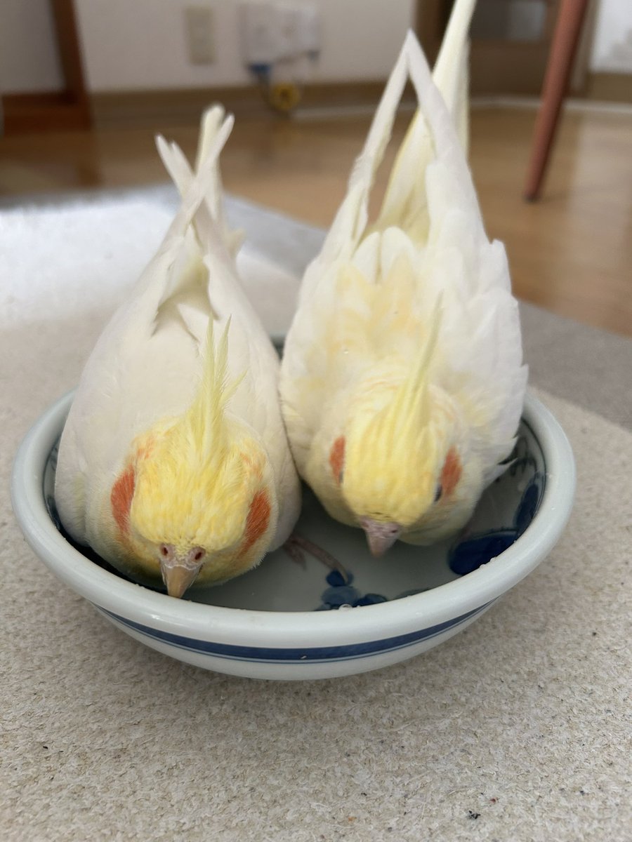 soraA_H's tweet photo. いつでも二人で一つ🦜🦜 https://t.co/9ipW9AxVAb