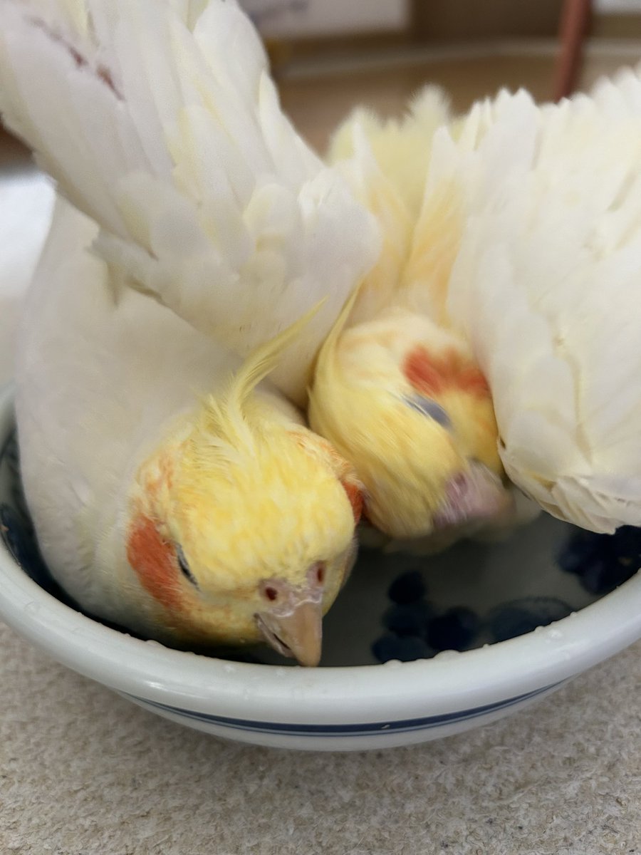 soraA_H's tweet photo. いつでも二人で一つ🦜🦜 https://t.co/9ipW9AxVAb