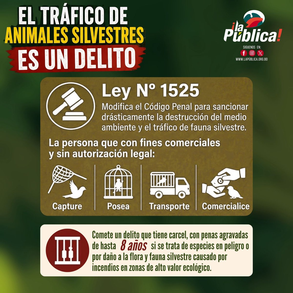 La Pública BO tweet media