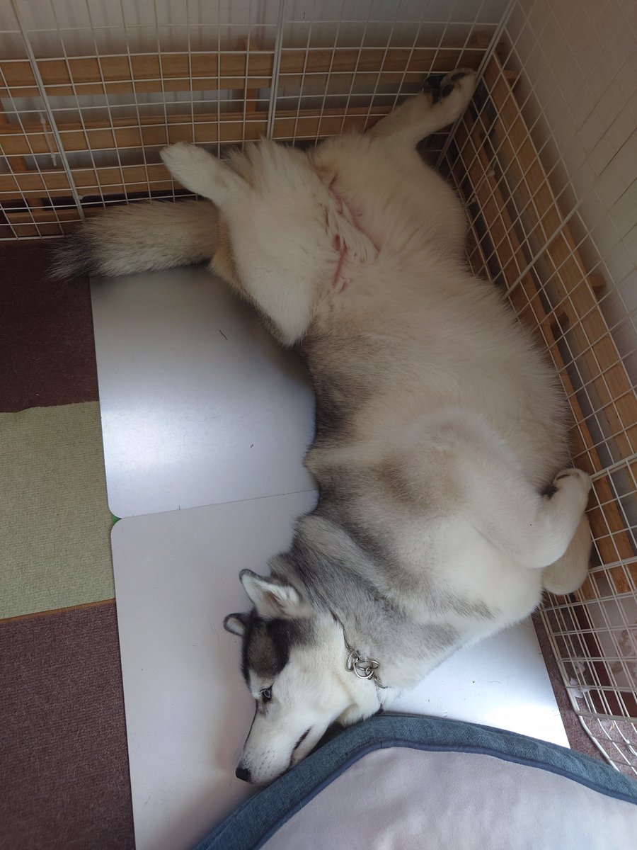 ルゥ🐶→JMoF tweet media