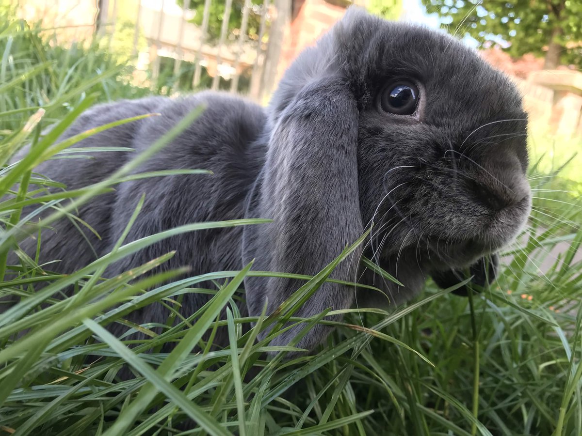 sigmas_doolick's tweet photo. i love my bunnies #stupidbunny #evilbunny #thestupidevilbunnytwins thunder + lightning <3 [my goofiest rescues] https://t.co/BmuVKi4Pii