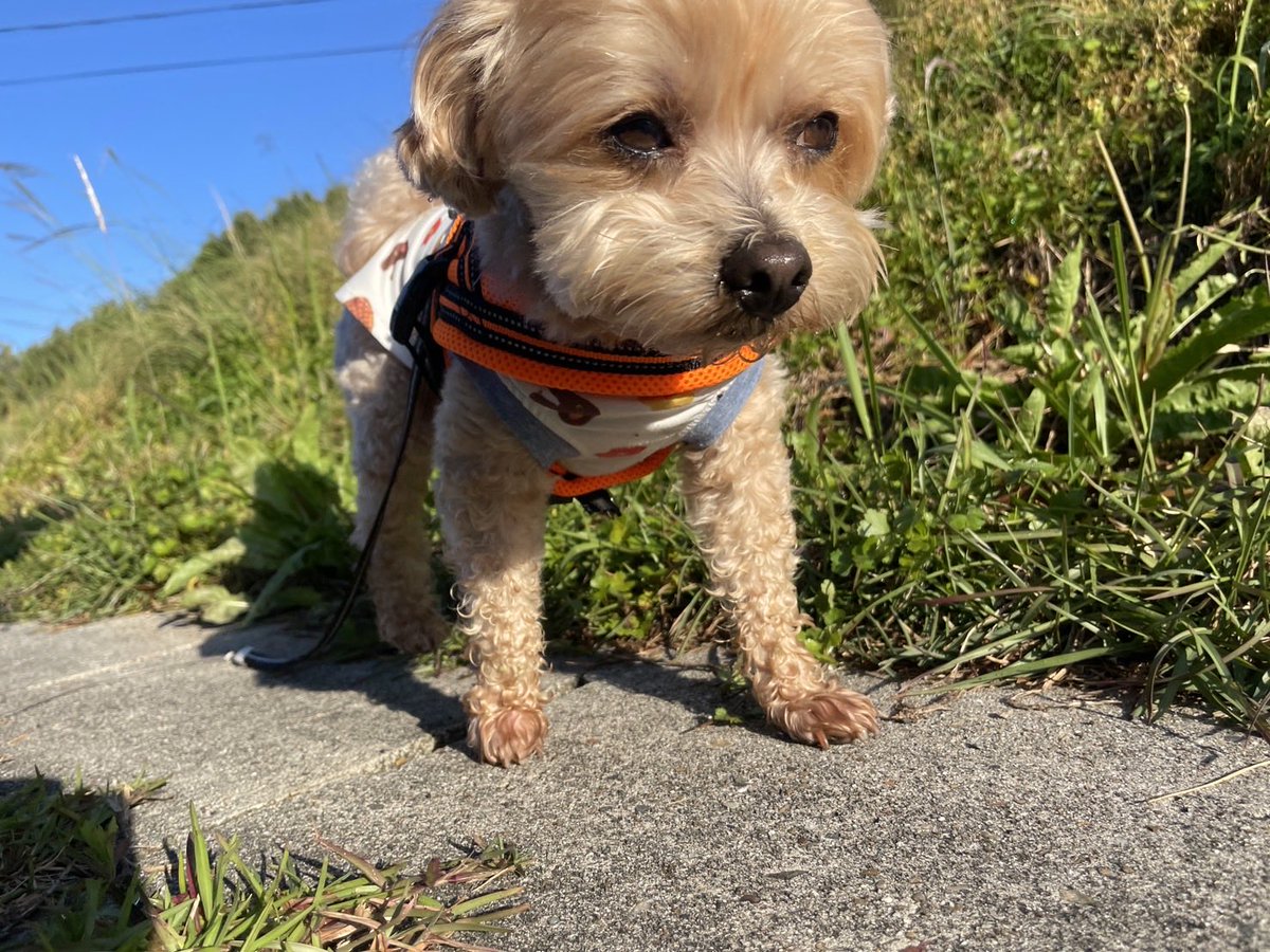 モナカの成長日記🐾 tweet media