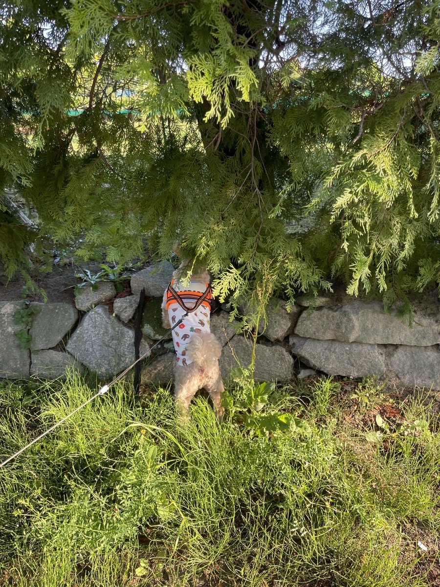 モナカの成長日記🐾 tweet media