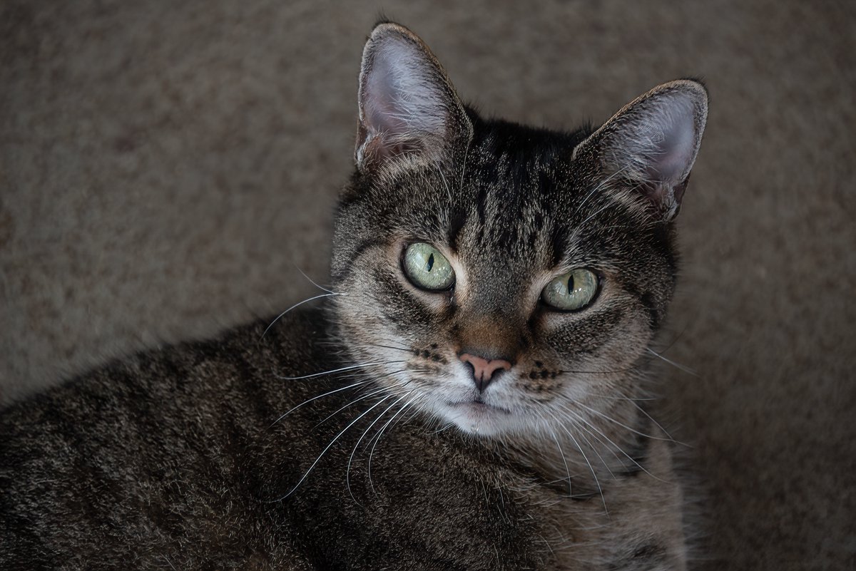 Mr. P. Explores tweet media