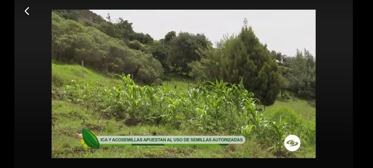 Acosemillas tweet media