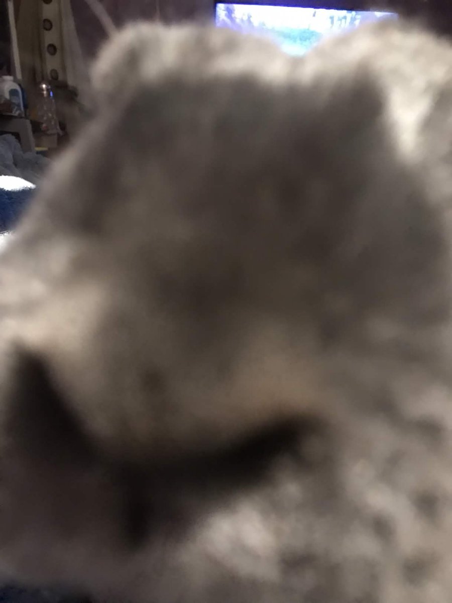 sigmas_doolick's tweet photo. @bunnyluvr__ sniffff https://t.co/6fnngcJMjK