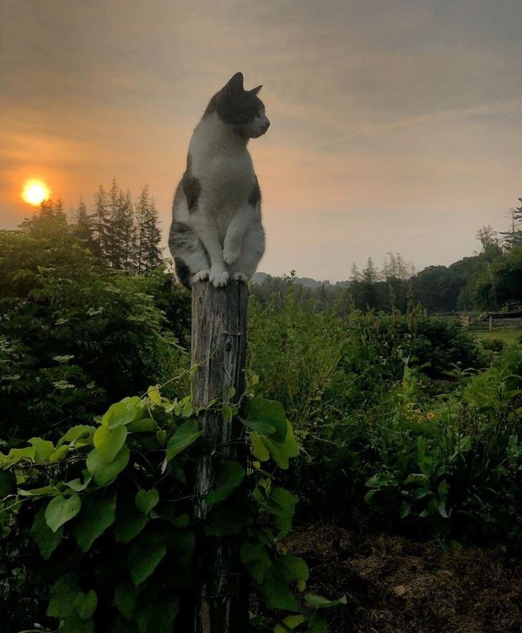 greenvibe's tweet photo. Golden hour vibes with the coolest companion https://t.co/aOae3QrBdJ