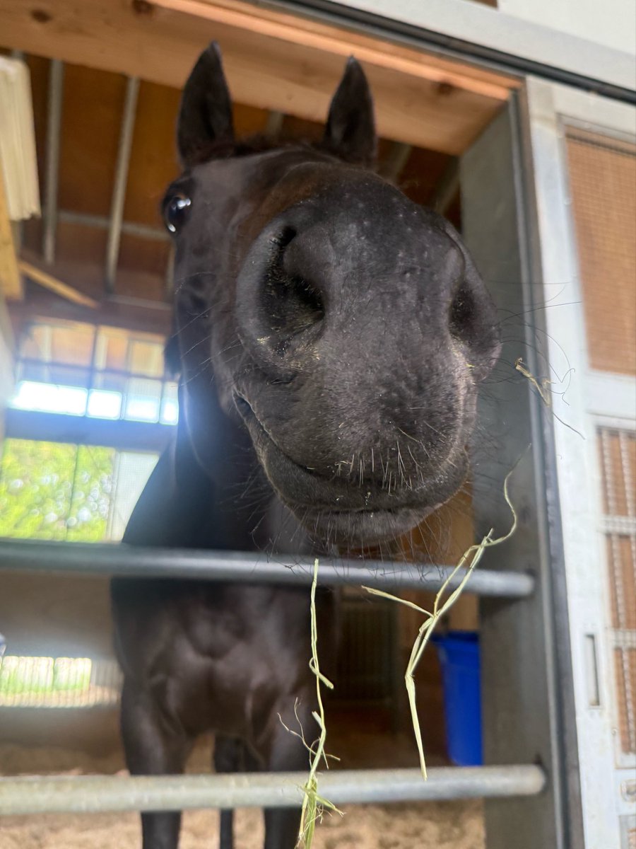 森田美菜🏇研究ニュース tweet media