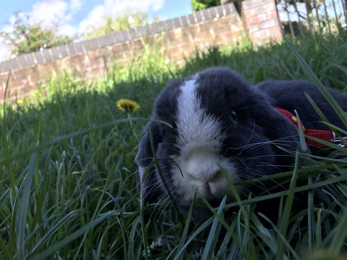 sigmas_doolick's tweet photo. i love my bunnies #stupidbunny #evilbunny #thestupidevilbunnytwins thunder + lightning <3 [my goofiest rescues] https://t.co/BmuVKi4Pii