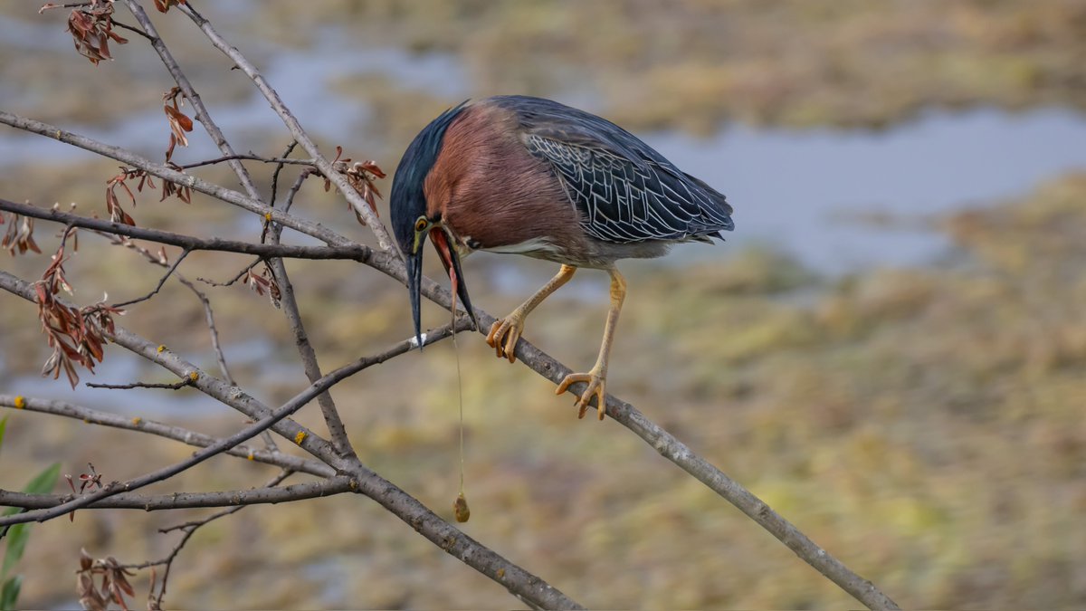 bird on stick 𓅣𓅃 tweet media