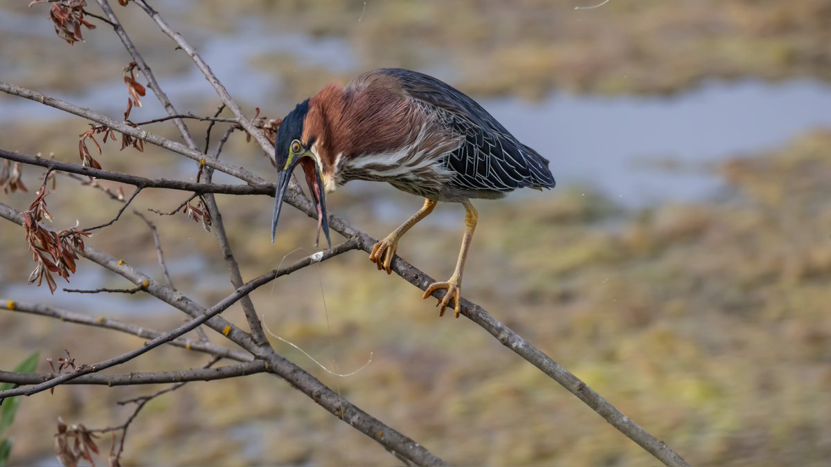 bird on stick 𓅣𓅃 tweet media