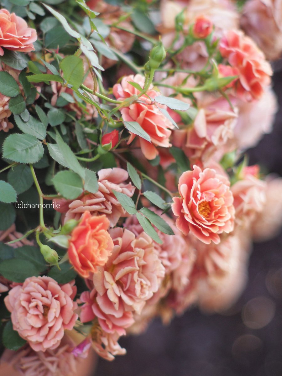 𝕔𝕙𝕒𝕞𝕠𝕞𝕚𝕝𝕖🌹🌿 tweet media