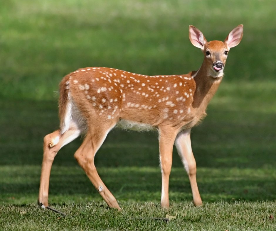 TheTownshipTX's tweet photo. Spring Babies: Supporting Your Local Wildlife🦌 
Spring is in the air, and we are in the season of new beginnings! Throughout spring, local wildlife is having their babies and allowing their young to begin taking care of themselves. Soon, you could encounter one of these spring babies while they are unattended, and it's important to know when they might need your help! Learn more: https://t.co/HbsxnEfvhh

Local Wildlife Resources:
• Friends of Texas Wildlife: 281-259-0039, or email ftwl.help@gmail.com 
• Mongomery County Rehabilitators: https://t.co/ow8bkwgntV
• Harris County Rehabilitators:  https://t.co/GQVBlC6jqM