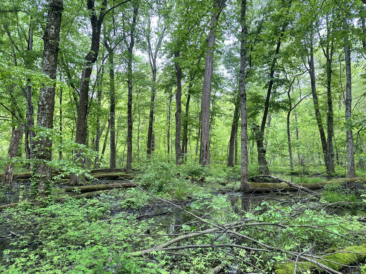 CbusMetroParks's tweet photo. 📍 Maple Trail, Blacklick Woods Metro Park

This easy .9 mile gravel trail is ADA accessible and great for birding! The trail traverses a hardwood forest and passes a small wetland.

#cbusmetroparks https://t.co/BcaFJEgxWK