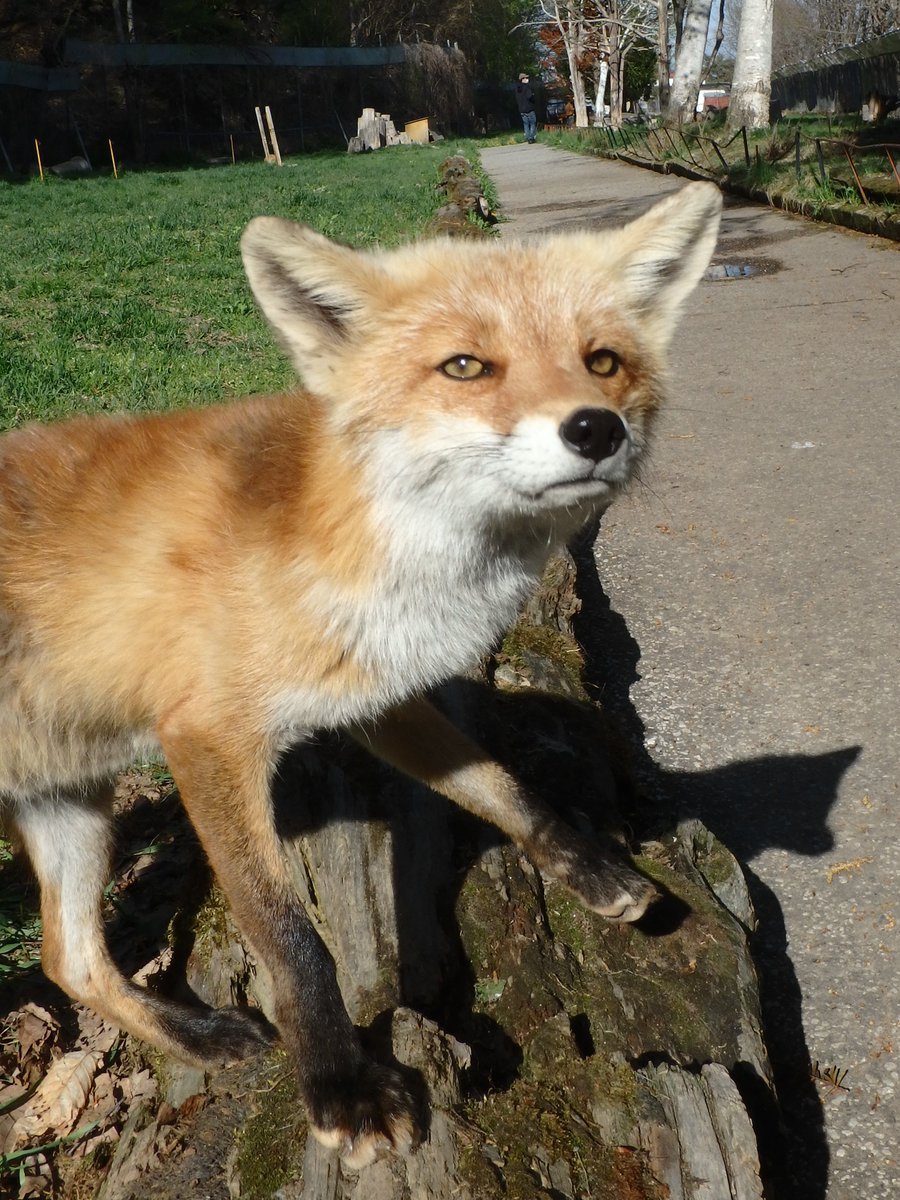 🐕karlunko🦊 tweet media