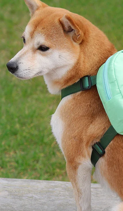 Oscar OG Shiba Inu tweet media