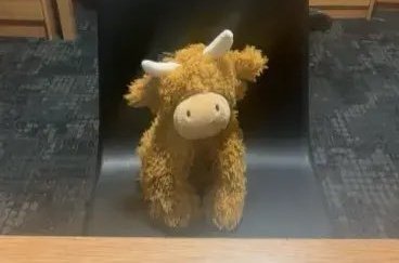 APOLLO 🐮 tweet media