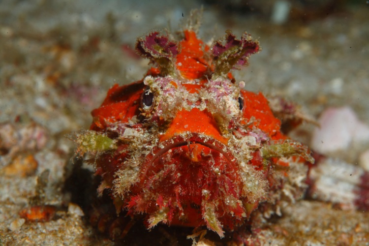 DIVE Magazine tweet media
