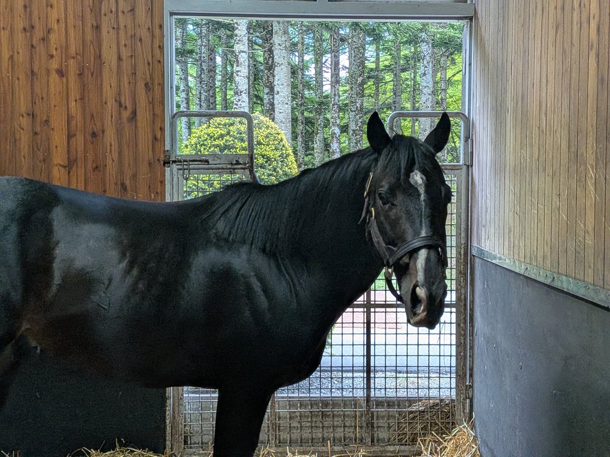 kt_keiba5's tweet photo. おはようございます。
オーナーの馬視察に同行中。

オーナーのタイトルホルダー見に行こうよ。の一言で、昨日はタイトルホルダーに会えました✨️
※一般見学不可期間

この日もお仕事を無事こなした後で、くつろぎモードでめっちゃ可愛かったです。

幸せのお裾分け🙇 https://t.co/xqDZPO1lX4
