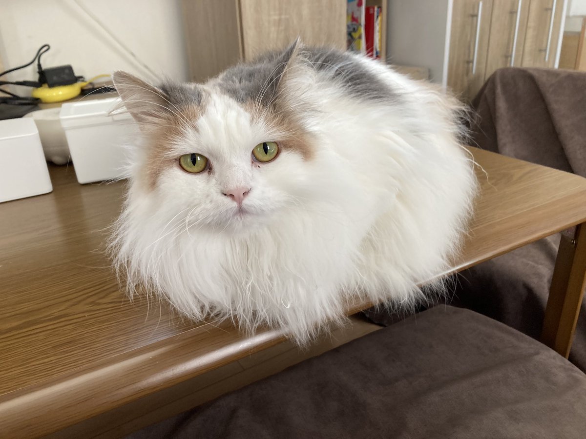 kinako_am's tweet photo. おはよう #猫のいる暮らし𓏲𓎨 https://t.co/moVHJMend1