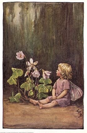 pansy garden🌸 tweet media